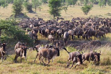 4 Days Great Migration Safari