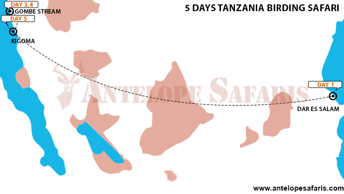 5 Days Tanzania Birding Safari