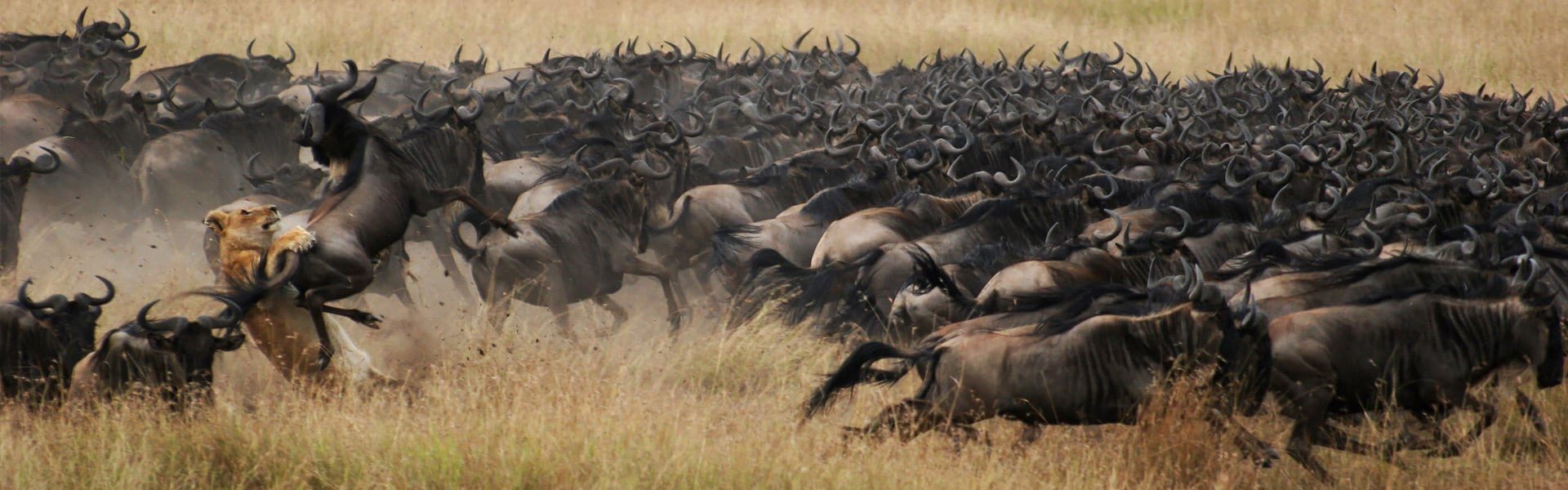 6 Days Wildebeest Migration Safari