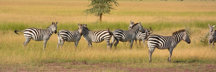 Tanzania Adventure Safari