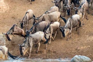 Wildebeest Migration Safari